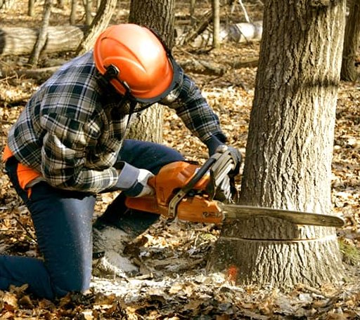 Tree Removal in Columbus, NC